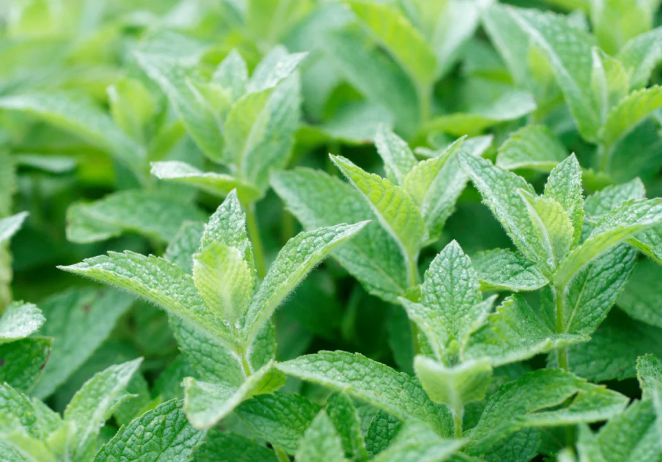 Organic Moroccan Mint Oolong Tea - Image 6